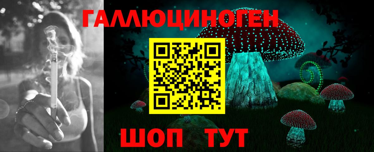 Галлюциногенные грибы Psilocybe Гудермес